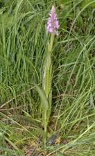 Dactylorhiza x senayi (Alleiz.) Soó ?<br/>Munții Lăpușului, Slătioara, 27 May 2012 © Adrian Schlesinger - public domain (<a href=https://creativecommons.org/publicdomain/zero/1.0/ target=_blank>CC0 1.0</a>)